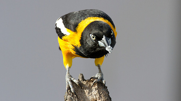 Venezuelan Troupial (Icterus icterus)