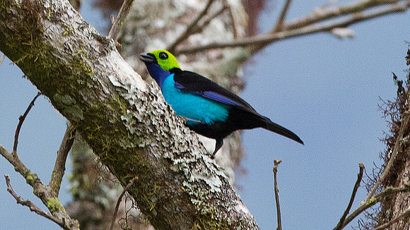 Paradise Tanager (Tangara chilensis)