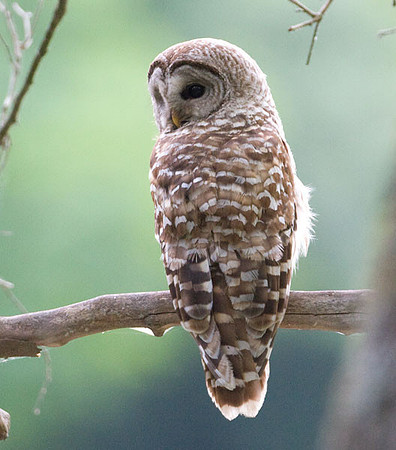 Barred Owl (Strix varia)