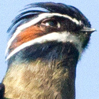 Whiskered Treeswift (Hemiprocne comata)