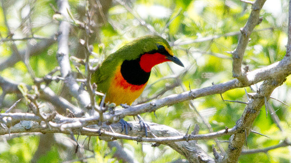 Gorgeous Bushshrike (Telophorus viridis viridis)