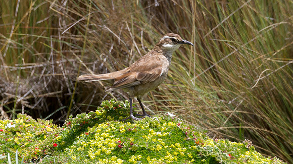 Stout-billed Cinclodes (Cinclodes excelsior)