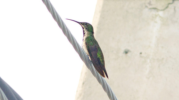Antillean Mango (Anthracothorax dominicus) juvenile