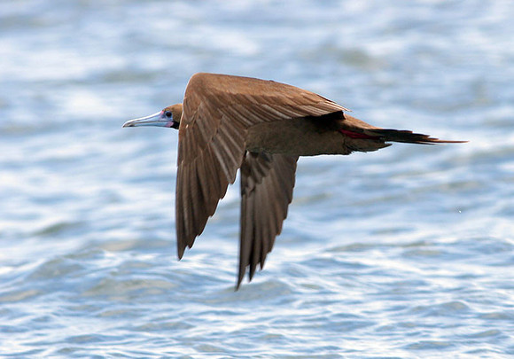 Red-footed Booby (Sula sula) dark morph