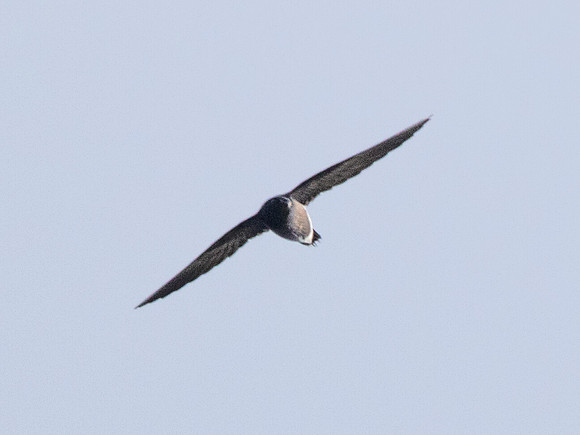 Brown-backed needletail (Hirundapus giganteus)