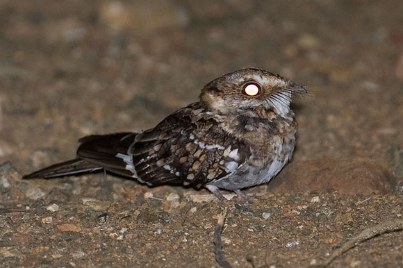 White-tailed Nightjar (Caprimulgus cayennensis)