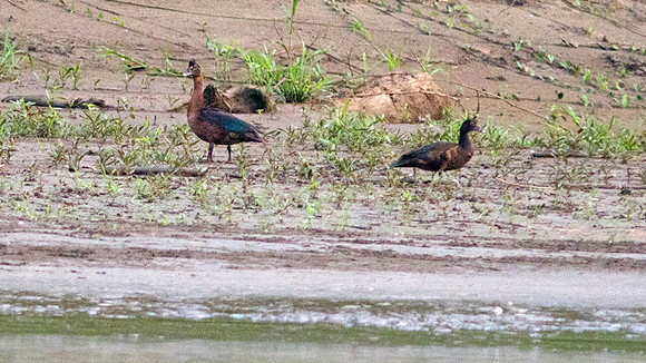 Muscovy Duck (Cairina moschata)