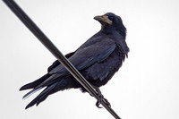 Rook (Corvus frugilegus)
