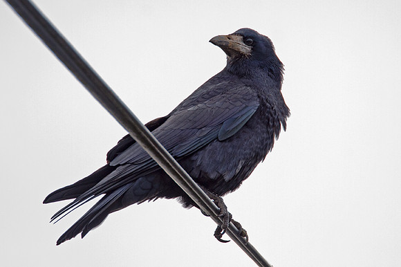 Rook (Corvus frugilegus)