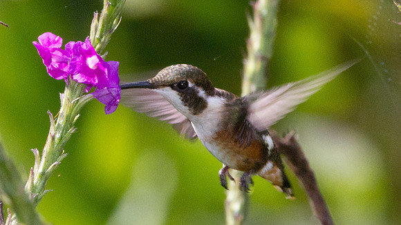 White-bellied Woodstar (Chaetocercus mulsant) - female