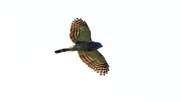 Double-toothed Kite (Harpagus bidentatus)