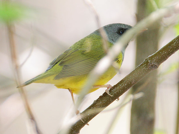 Mourning Warbler (Oporornis philadelphia)