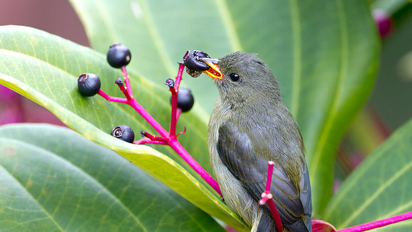 Bornean Flowerpecker (Dicaeum monticolum) juvenile