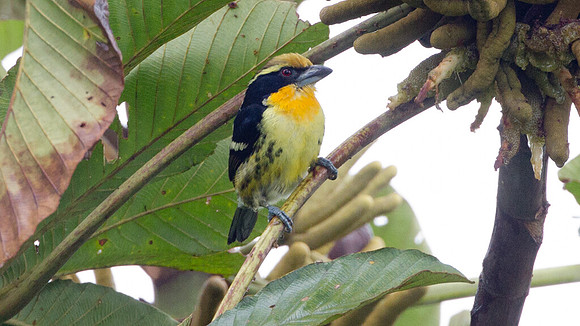 Gilded Barbet (Capito auratus)