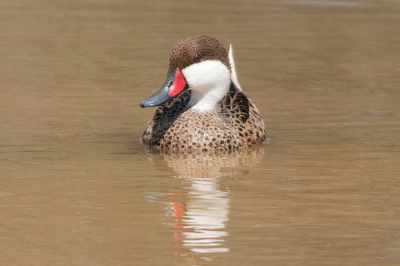 White-cheeked Pintail (Anas bahamensis)