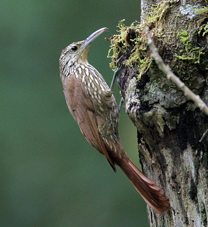 Cocoa Woodcreeper (Xiphorhynchus susurrans)