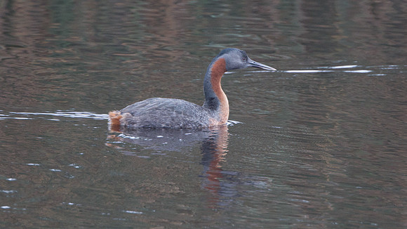 Great Grebe (Podiceps major)
