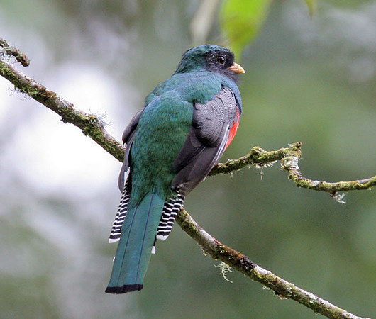 Collared Trogon (Trogon collaris)