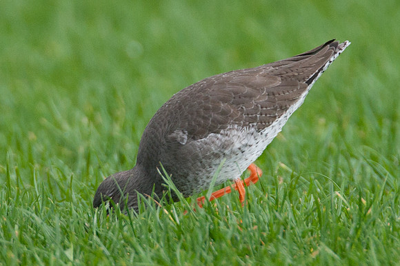 Common Redshank (Tringa totanus) also known as Redshank