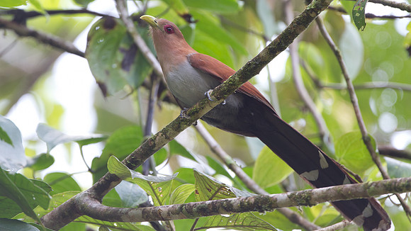 Squirrel Cuckoo (Piaya cayana)