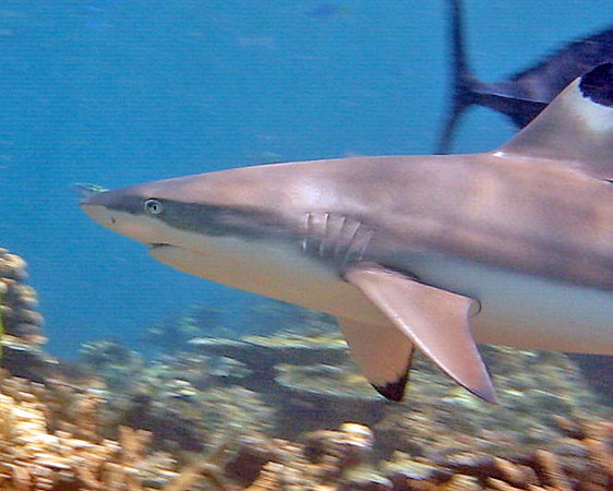 Blacktip Reef Shark (Carcharhinus melanopterus)