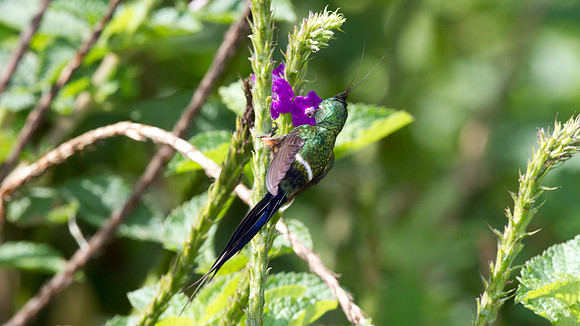 Wire-crested Thorntail (Discosura popelairii)