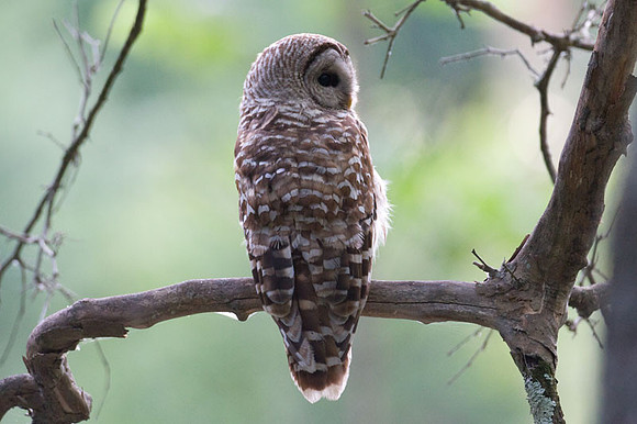 Barred Owl (Strix varia)
