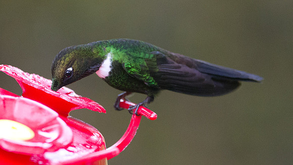 Collared Inca (Coeligena torquata)