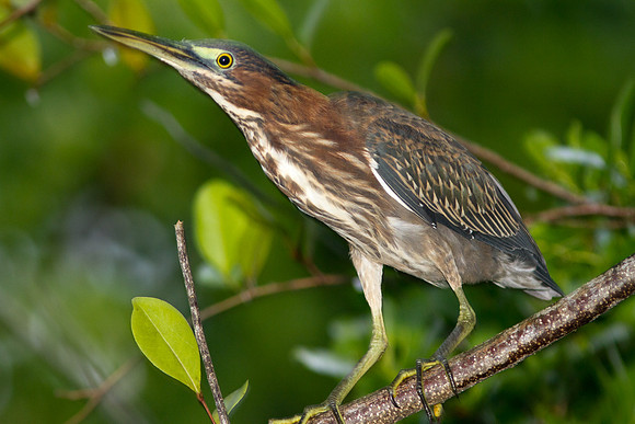 Green Heron (Butorides virescens)