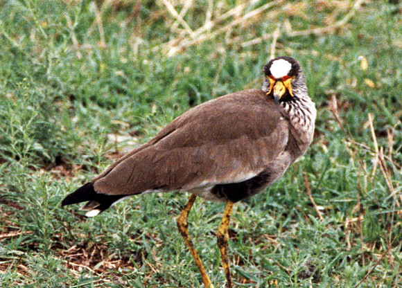 African Wattled Lapwing (Vanellus senegallus)