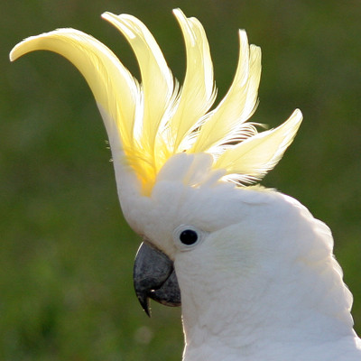 Sulphur-crested Cockatoo (Cacatua galerita)