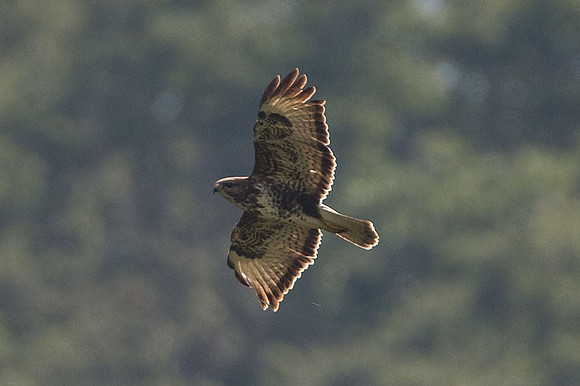 Common Buzzard (Buteo buteo)