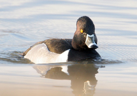 Ring-necked Duck (Aythya collaris)