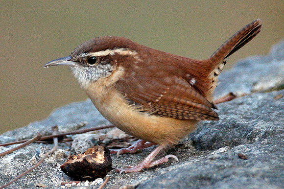 Carolina Wren (Thryothorus ludovicianus)