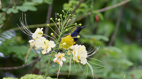 Olive-backed Sunbird (Nectarinia jugularis) male