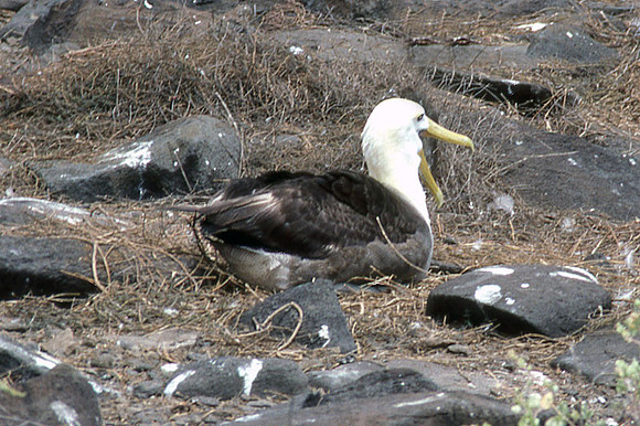 Waved Albatross (Phoebastria irrorata)