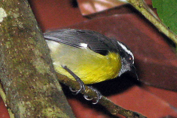 Bananaquit (Coereba flaveola)