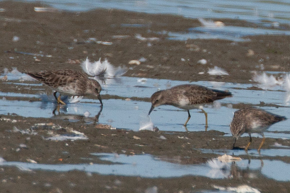 Least Sandpiper (Calidris minutilla)