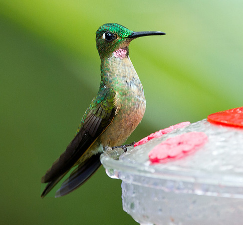 Fawn-breasted Brilliant (Heliodoxa rubinoides)