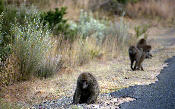 1988 Africa baboon img426