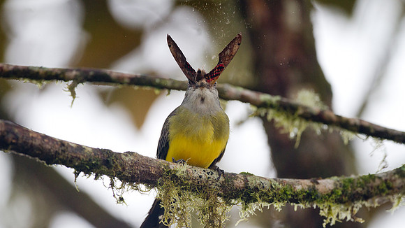 Tropical Kingbird (Tyrannus melancholicus)