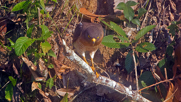 Roadside Hawk (Buteo magnirostris)
