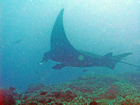 Manta Ray (Manta birostris)