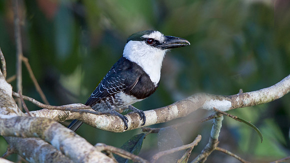 White-necked Puffbird (Notharchus hyperrhynchus)