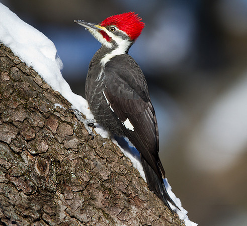 Pileated Woodpecker (Dryocopus pileatus)