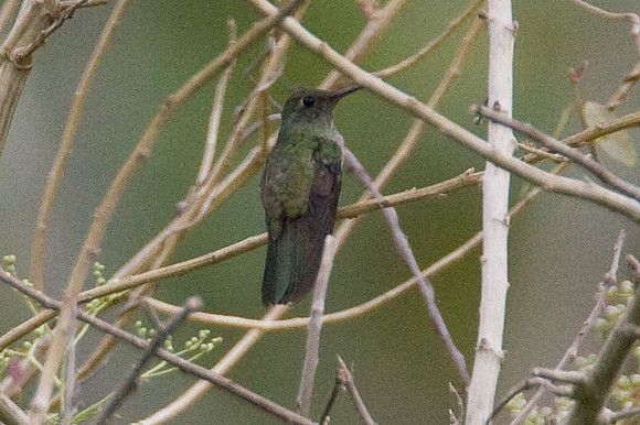 Scaly-breasted Hummingbird (Phaeochroa cuvierii) female
