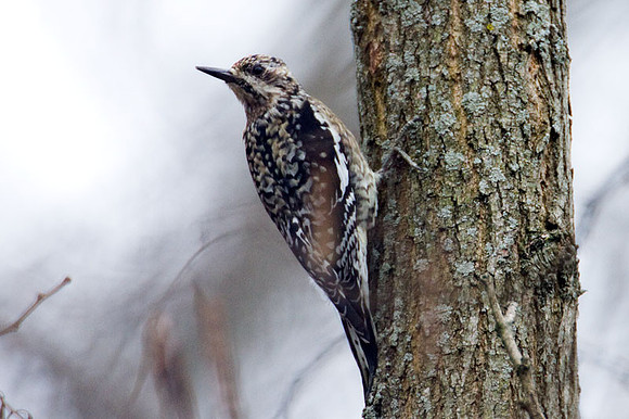 Yellow-bellied Sapsucker (Sphyrapicus varius) female