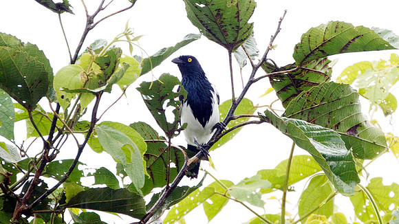 Magpie Tanager (Cissopis leveriana)