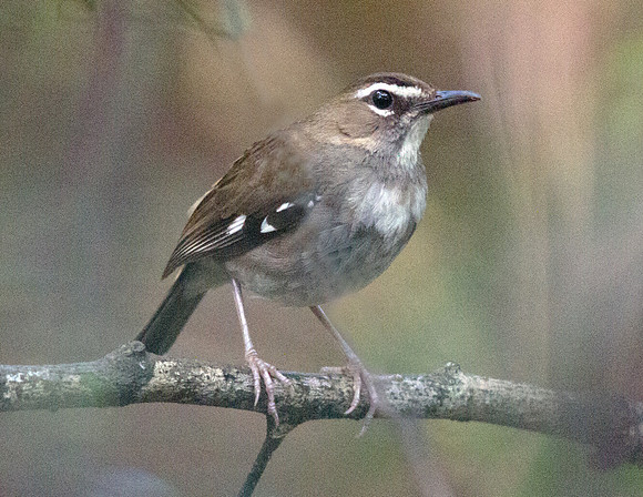 Brown Scrub Robin (Cercotrichas signata)
