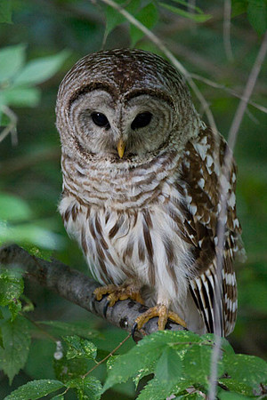 Barred Owl (Strix varia)